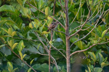 Küçük kahverengi kuş yapraklı yeşil dala tünedi. Gün boyunca yemyeşil bir ağacın yemyeşil yaprakları arasında dinlenen küçük bir ötücü kuşun huzurlu bir görüntüsü..