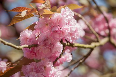 Çiçek Bahçe Avrupa, Keukenhof, Hollanda