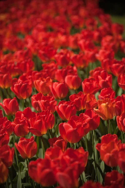 Kwiaty w ogrodzie z Europy, Keukenhof, Holandia — Zdjęcie stockowe