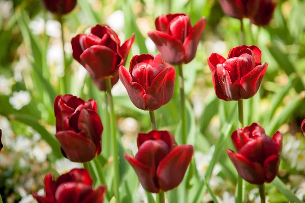 Fleurs dans Jardin d'Europe, Keukenhof — Photo