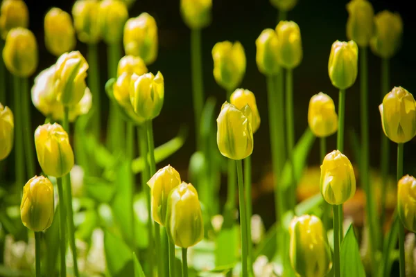 Fleurs dans Jardin d'Europe, Keukenhof — Photo