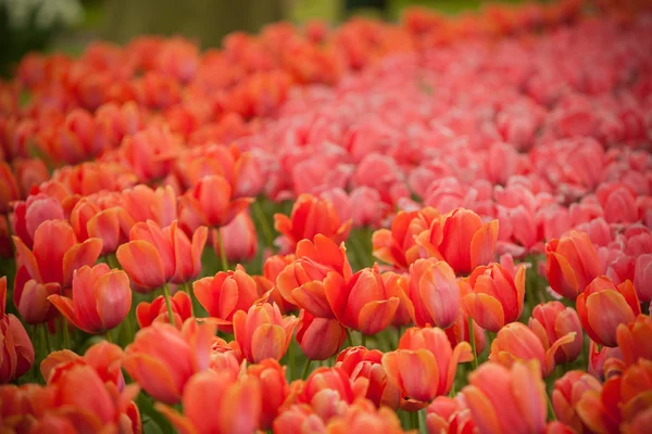 Kwiaty w ogrodzie z Europy, Keukenhof, Holandia — Zdjęcie stockowe
