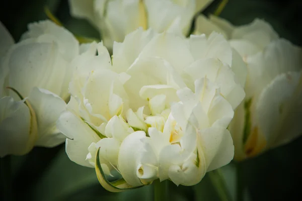 Tulipes dans le jardin de l'Europe, Keukenhof, Hollande — Photo