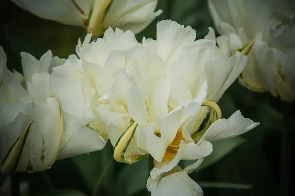 Les tulipes dans le jardin d'Europe — Photo