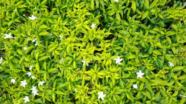 Canlı Tropikal Yaprak ve Beyaz Çiçek Doğal Doku Arkaplanı