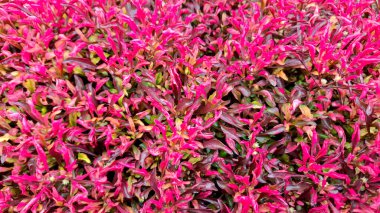 Canlı Magenta ve Pembe Yaprak Alternanthera Bitkisi