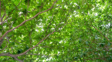 Aşağıdan görülen yoğun tropikal orman örtüsü, canlı yeşil yapraklar ve güneş ışığının yapraklardan süzüldüğü doğal dallanma desenleri içeriyor..
