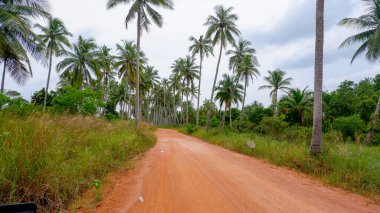 Yeşillik ve huzur dolu kırsal atmosferli tropikal palmiye tarlalarını kesen yumuşak kıvrımlı toprak bir yol..