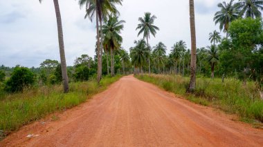 Palmiye ağaçları arasında uzanan düz, boş toprak yol kırsal seyahat ve tropikal sakinliği simgeliyor..