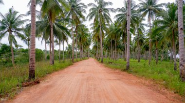 Tropikal palmiye ağaçlarının arasından uzanan boş bir kırmızı toprak yol huzurlu bir kırsal bölgede güçlü bir perspektif ve simetri yaratıyor..