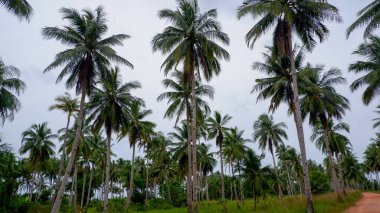 Yerleri yeşil çimlerle kaplayan, tropikal tarımı ve kırsal kesimi temsil eden hindistan cevizi palmiyesi tarlalarının geniş görüşü.