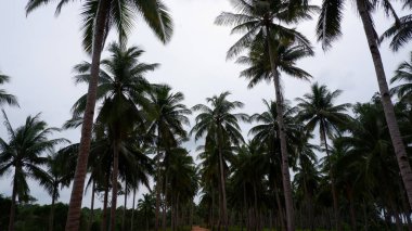 Tropikal palmiye ağaçlarının arasından geçen toprak yolun perspektifi huzurlu bir kırsal alanda simetri ve derinlik yaratıyor..