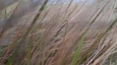 Sinema yavaş çekim bakış açısı geniş bir alanda ilerler, uzun, kuruyan yabani otlar.
