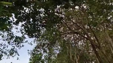 Koyu Tatlı Su Nehri yüzeyinde süzülen Sarı Yaprak