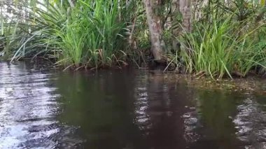 Sakin Tropikal Nehir Yoğun Orman Bitkisinin yanında
