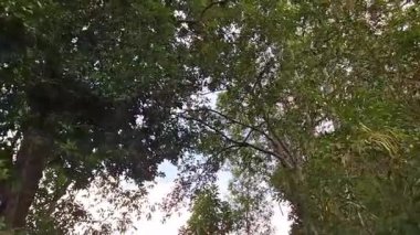 Düşük açılı bir POV (Bakış açısı), yemyeşil bir tropikal ormanda yürürken, parlak bir gökyüzüne karşı yeşil ağaç tepe örtülerine ve dallara bakarken çekildi..