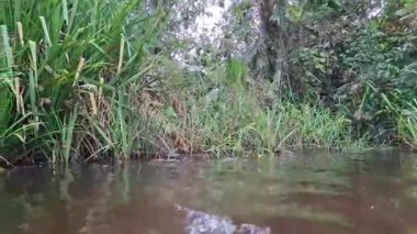 Saf yüzeyi ve kıyı boyunca yoğun tropikal bitki örtüsü olan sakin bir tatlı su nehri. Pürüzsüz bir sol kamerayla çekilen çekim doğal yeşillik, sazlıklar ve sakin orman atmosferini yakalıyor..