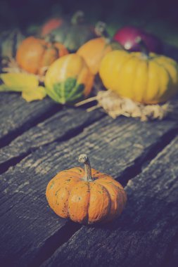 Su kabakları tablo farklı renklerde 