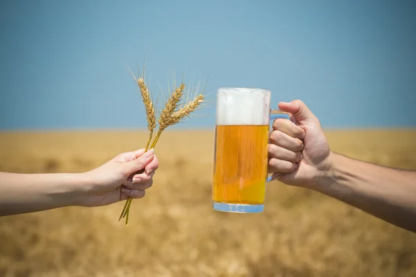 Руки веселятся кружкой пива и пшеничными ушами на поле для сбора урожая — стоковое фото