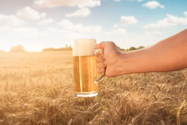 Tasse à main de bière sur le champ de récolte au coucher du soleil — Photo