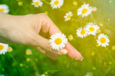 Papatya çiçek alanında kadın alarak.