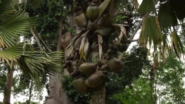 Sri Lanka 'daki bir botanik bahçesinde tropik bir palmiye ağacının tacından sarkan büyük bir kakao de mer palmiye Lodoicea maldivica meyvesi. Az pişmiş hindistan cevizi, dünyanın en büyük tohumu ile ünlüdür..