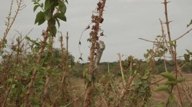 Dikenli bir çalıya tünemiş dikenli bir kertenkelenin geniş vahşi yaşam görüntüsü. Karışık sarmaşıkların arasında, kuru çalılıklar ve Sri Lanka 'nın arka planında bulutlu gökyüzü..