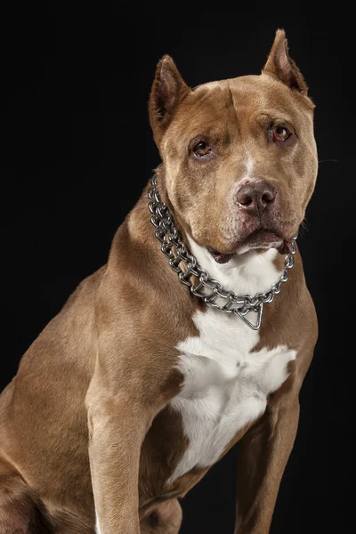 Amerikan Pitbul Campeon
