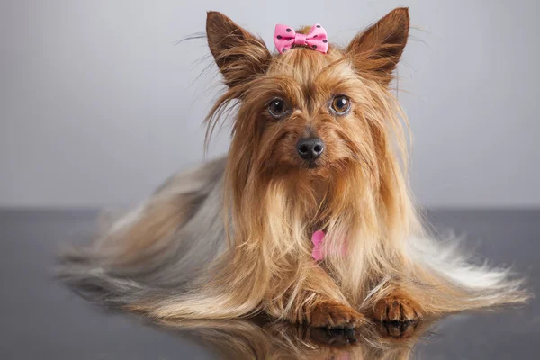 Perro Yorkshire korkunç