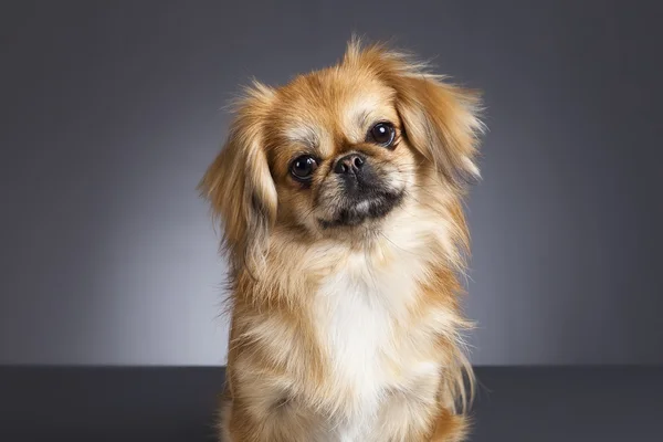 Perro Pekines macho — Stockfoto