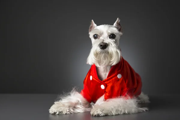 Schnauzer hund porträtt — Stockfoto