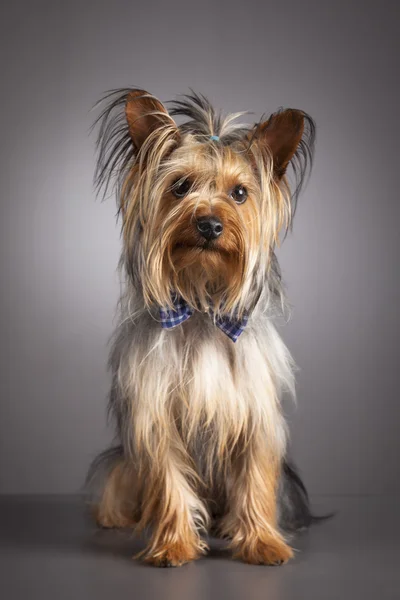 Yorkshire terrier portret — Stockfoto