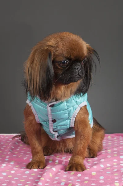 Pekinés perro hembra — Foto de Stock