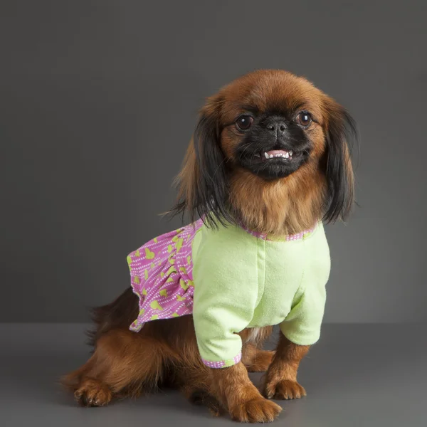 Pekinés perro hembra — Foto de Stock