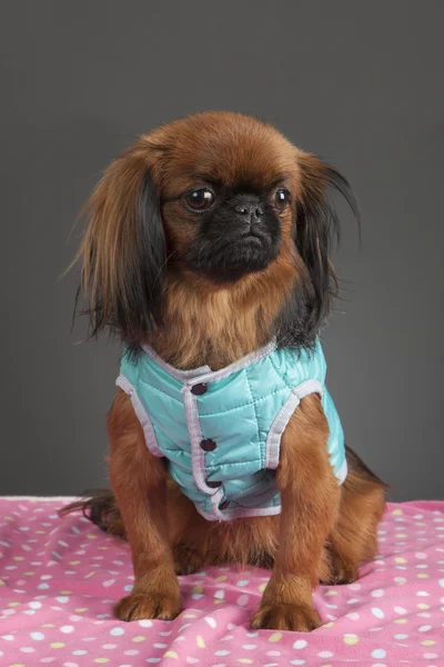 Pekinés perro hembra — Foto de Stock