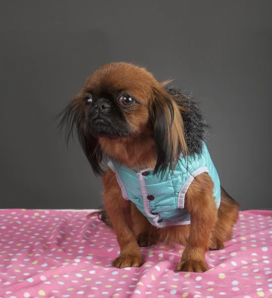 Fino köpeği erkek