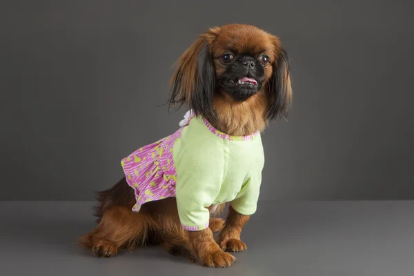 Pekingees hond-teef — Stockfoto