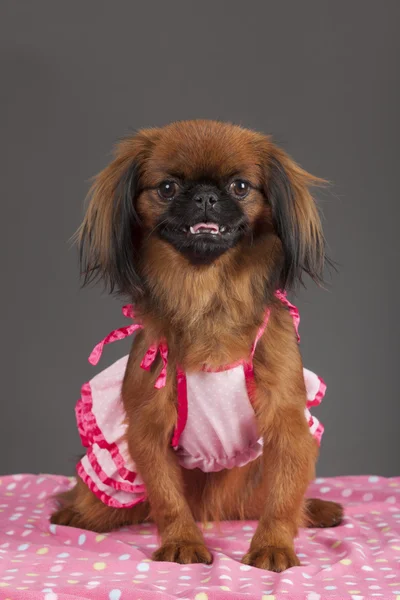 Newfoundland hund kvinna — Stockfoto