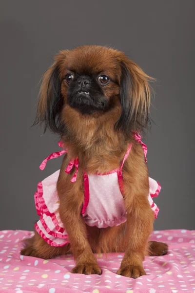 Pekinés perro hembra — Foto de Stock