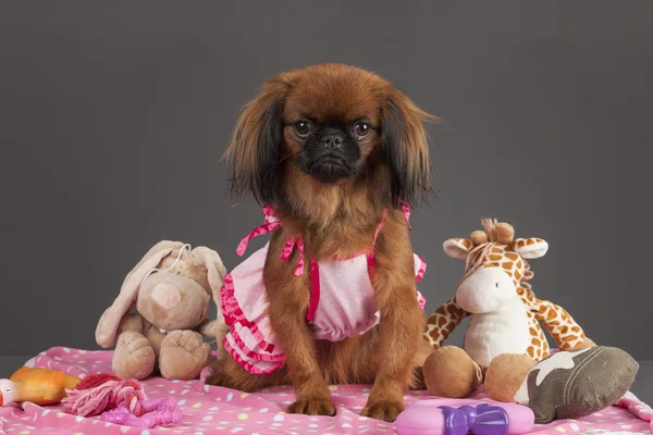 Pekinés perro hembra — Foto de Stock