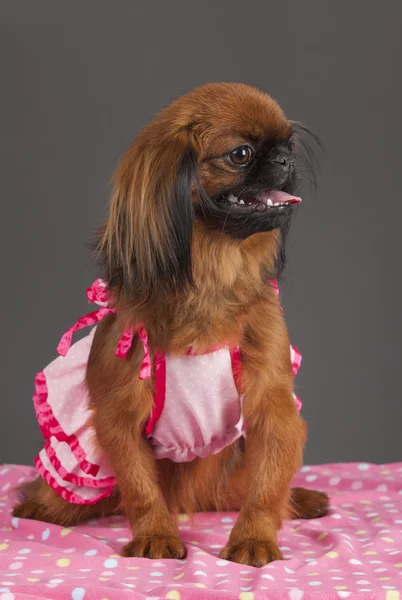 Pekinés perro hembra — Foto de Stock