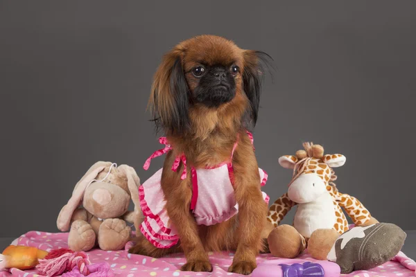 Pekingees hond-teef — Stockfoto