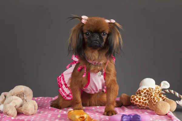 Pekinese Hundehündin — Stockfoto