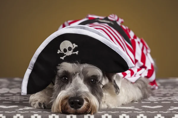 Schnauzer hond piraat — Stockfoto
