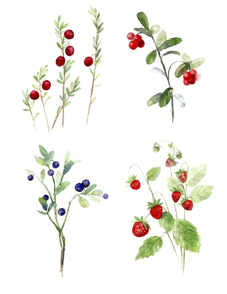 Vahşi berry suluboya.