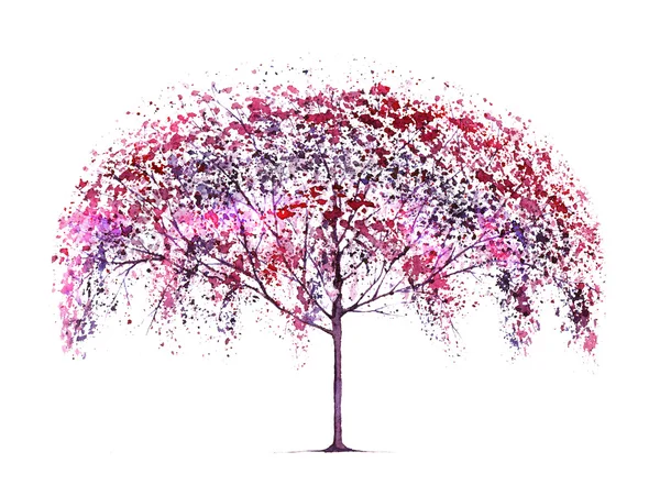 Blossom kiraz ağacı. — Stok fotoğraf