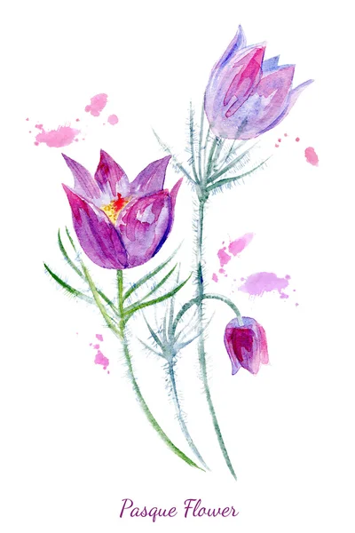 Tavaszi virágok illusztráció. Pasque virág festés. — Stock Fotó