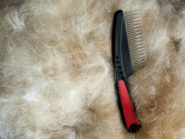 Black and red brush on fluffy light fur of dog, horizontal composition.
