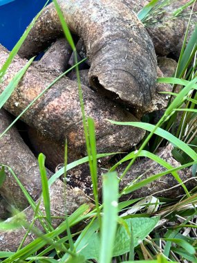 Biyodinamik çiftçilikte kullanılan gübre dolu inek boynuzları çimenlerin üzerinde dinlenirken geleneksel organik toprak zenginleştirme pratiği sergiliyor..