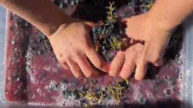 Olgun kırmızı üzümlere basan bir kadının elleri, geleneksel bir şarap yapma adımı sırasında akan meyve suyuyla yakın plan çekimde..